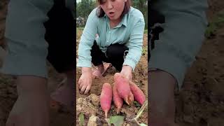 Watch me a satisfaying videos of agriculture growing fruit, vegetable, carrot, corn, onion etc 101