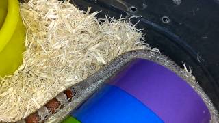 Corn snake shedding