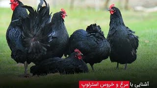 آشنائی با مرغ و خروس آسترلوپ @faqiri Poultry Company   شرکت مرغداری فقیری