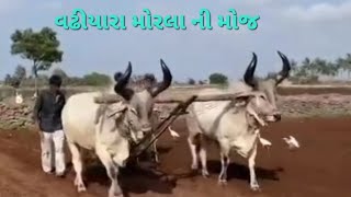 vadhiyara balad//kankrej bull//son_of_farmers_07