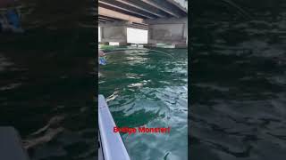 Catching a Giant Bridge Monster in the Ocean! It Jumps!  #tarpon #giant #fishing #dream #florida