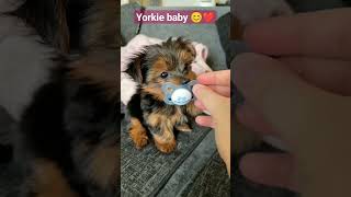 preciosura ❤️   #amigopet #amigos #yorkie #yorkshireterrier #shortvideo #video #videos #perros