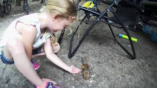 Campground playful chipmunk