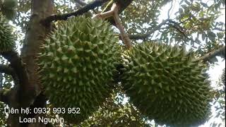 Durian _ Sầu Riêng_An Toàn_Không ngâm thuốc_Chín tự nhiên