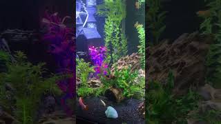 40 gal community tank. #glofish #bettasorority #fishtank #plantedtank #goddess.aquatics