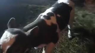 Russian calf plays, jumps.