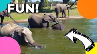 Elephants Eat at Dive-In Restaurant