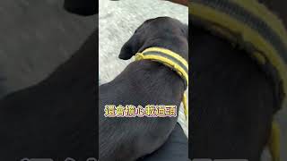 [台灣米克斯]173_3 專程來搭便車回家的小黑 ... #台灣犬 #台灣米克斯