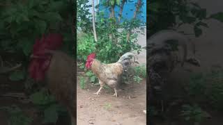 நம்ம நாய் டயட்ல இருக்கா சித்தப்பா 🐓🐔 #funny_chicken #kozhi_koothugal #funny #entertainment #shorts🤣😂