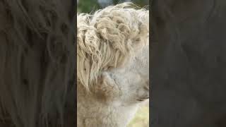 Bed hair anyone? I wish I could rock this look 😂 #cuteanimals #alpaca #funtimes #funny