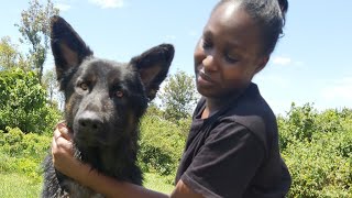 Wolf and Trey Having fun German shepherd  training..