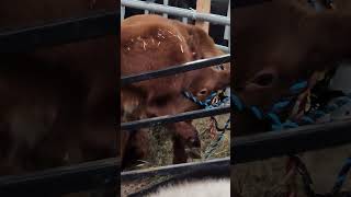 🐄😂"Mischievous Cow at the Pennsylvania Farm Show"#PennsylvaniaFarmShow #MischievousCow #FunnyAnimals