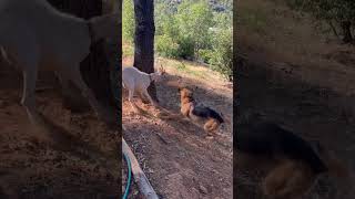 German shepherd vs goat