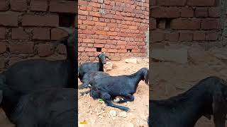 ब्लैक बंगाल बकरी साल में कितने बच्चे देती है?How many kids does a Black Bengal goat give in a year?