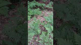 Rattlesnake Ferns in Northern Wisconsin