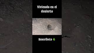 #youtubeshorts#suscribete#viral