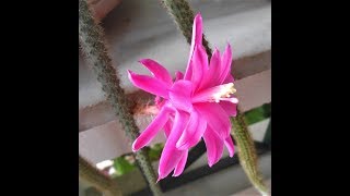 My Aporocactus flagelliformis + basic care tips & propagation