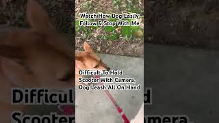 Watch How Dog Easily Follow & Stop With Me Removing Dog Leash