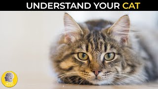 WHAT IS YOUR CAT TRYING TO SAY?