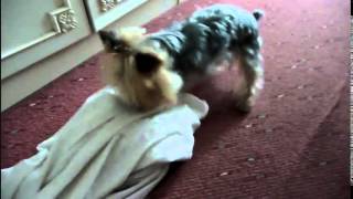 Funniest Dog Videos Ever   Yorkshire Clawing Away   Hilarious