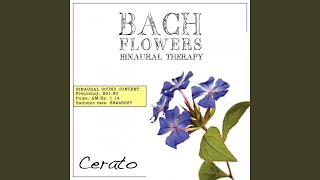 Cerato EFT Dose Therapy (Binaural Real Frequency from Bach Flowers)