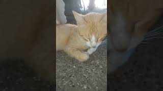 My cute tiger cat #cat #cute #catlover #love #trending #highlights #viralvideo