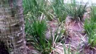 Ducklings in Grass island in parking lot - Nature videos Day 12