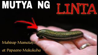 ANG LIHIM NG MUTYA NG LINTA/LIHIM AT KAALAMAN