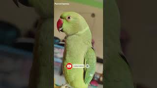 Parrot talking its name 4