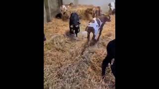 cow babies Best Animals compilation 2021| #shorts | Top Viral Animal Videos