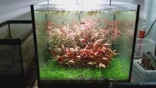 7.5 gallon filterless cube (no ferts or co2 added)