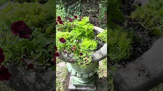 Planted my last urn. #containergardening #garden #provenwinners #coleus #sedum #petunia