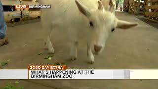 WBRC Fox6 at the Birmingham Zoo: Meet Flora and Fauna