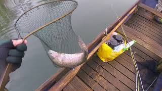 Huge Double figure Lechlade trout, UK Still water Rainbow trout 11lb Vision Nite Catapult 9'6" 7/8WT