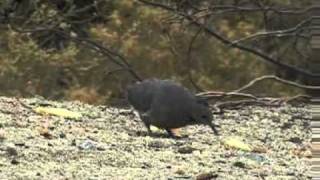 WHITE-WING DOVE