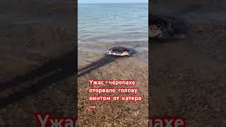 Бедная черепаха #черепаха#ужас#животные #египет