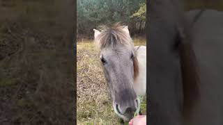 Almost took the horse home #belgiumtourism #travel #belgium #nature #vlog #discoverbelgium