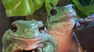 AUSTRALIAN GREEN TREE FROGS 🐸 BEAUTIFUL and Doing Incredibly Well.