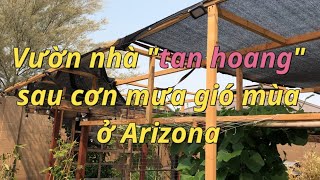 Vườn nhà "tan hoang" sau cơn mưa gió mùa Arizona | Dung Võ Vàm Cỏ