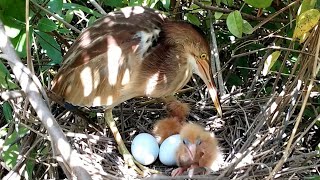 The Mother Bird Throws Food Behind The Newly Hatched Babies