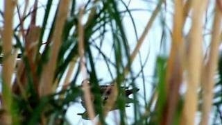 Wood Ducks in Campbell Ponds 3