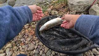 Beaver Mines Lake Fishing - Favorite Carolina Rigs Set-up