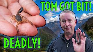 TOM GETS BIT! DEADLY Scorpion, VENOMOUS Spider & Snake!