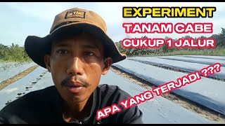 METODE EFEKTIF MEMBUAT  LUBANG TANAM SISTEM 1 JALUR