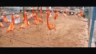 Flamingos walking around