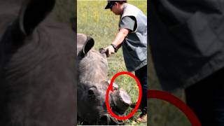 Why is the government cutting off the horns of the rhinoceros? #shorts  #viral