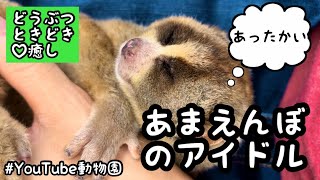 甘えんぼさんと遊ぶ／どうぶつ♡ときどき癒し［YouTube動物園］#スローロリス