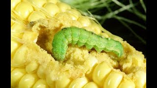 HOW TO CONTROL|| the nasty CORN EAR WORM!! #cornearworm