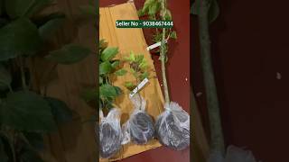 Different types of flowers plant purchase muchisha nursery #plants #unboxing #garden