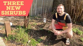 3 New Shrubs for the Garden Bed (Cornus Kousa Chinensis, Euonymus Europaeus, Sea Buckthorn Frugana)